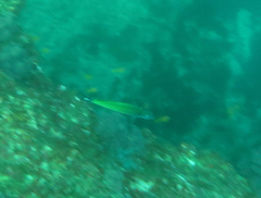 Pseudocoris heteropterus