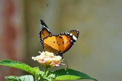 Danaus chrysippus