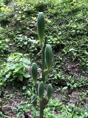 Cardiocrinum