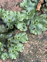 Marchantia polymorpha ruderalis