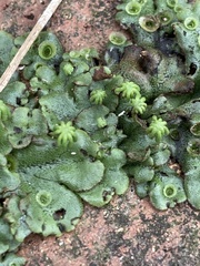 Marchantia polymorpha ruderalis
