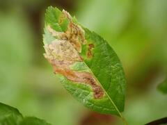 Agromyza valdorensis