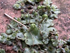 Marchantia polymorpha ruderalis