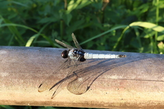 Orthetrum melania melania