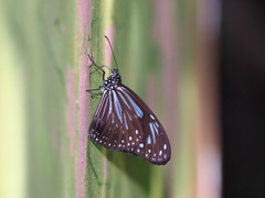 Parantica luzonensis