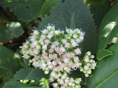 Ageratina roanensis