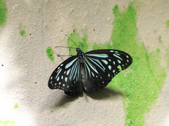 Parantica luzonensis