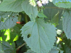 Ageratina roanensis