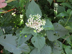 Ageratina roanensis