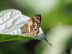 Symbrenthia hypselis