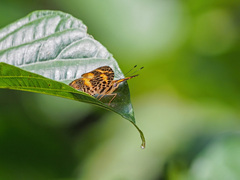 Symbrenthia hypselis