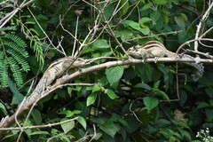 Funambulus pennantii