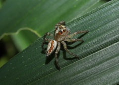 Plexippoides doenitzi