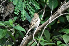 Passer domesticus
