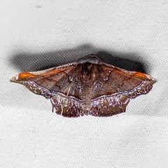 Fascellina