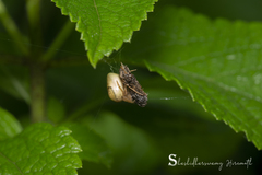 Cyrtarachne sunjoymongai