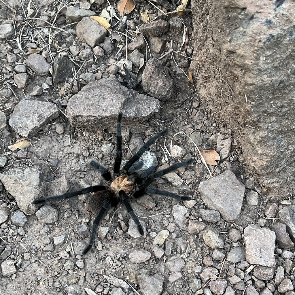 Texas Brown Tarantula from Big Bend National Park, Alpine, TX, US on