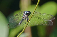 Orthetrum poecilops
