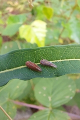 Idiodonus cruentatus