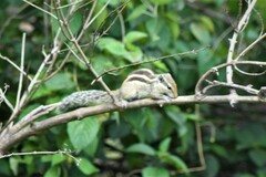 Funambulus pennantii