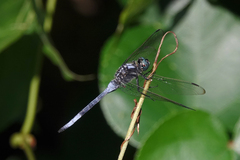 Orthetrum poecilops