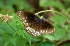 Euploea core