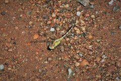 Diplacodes trivialis