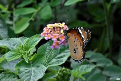 Danaus chrysippus