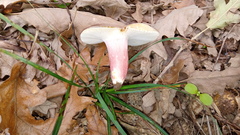 Russula violeipes