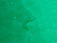 Parapercis robinsoni