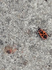 Pyrrhocoris apterus