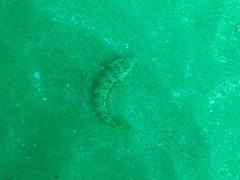 Parapercis robinsoni