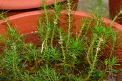 Myriophyllum papillosum