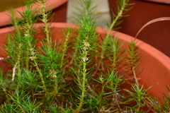 Myriophyllum papillosum