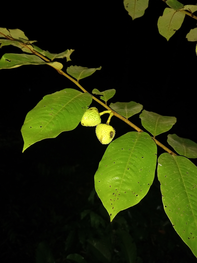 Annona sericea