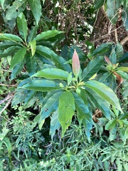 Elaeocarpus argenteus