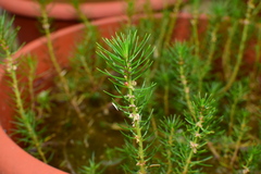 Myriophyllum papillosum