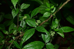 Tetrastigma hemsleyanum