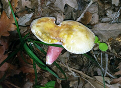 Russula violeipes