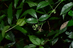 Tetrastigma hemsleyanum