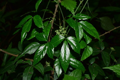 Tetrastigma hemsleyanum