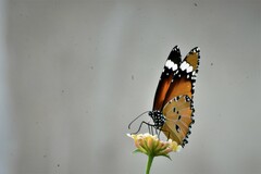 Danaus chrysippus