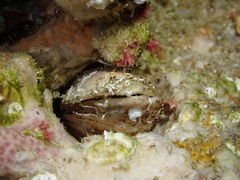 Lithophaga lithophaga