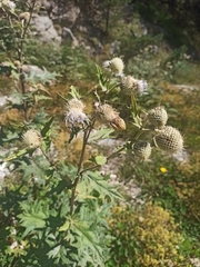 Cirsium chlorocomos