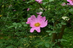 Rosa roxburghii