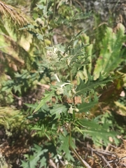 Cirsium chlorocomos