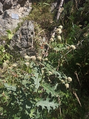 Cirsium chlorocomos