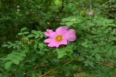 Rosa roxburghii