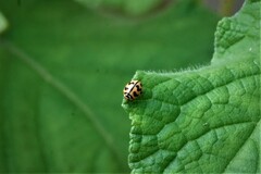 Cheilomenes sexmaculata