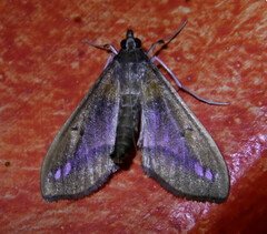 Diaphania fumosalis